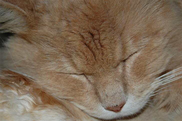 Maine Coon Geo - Smukke Geo billede 1