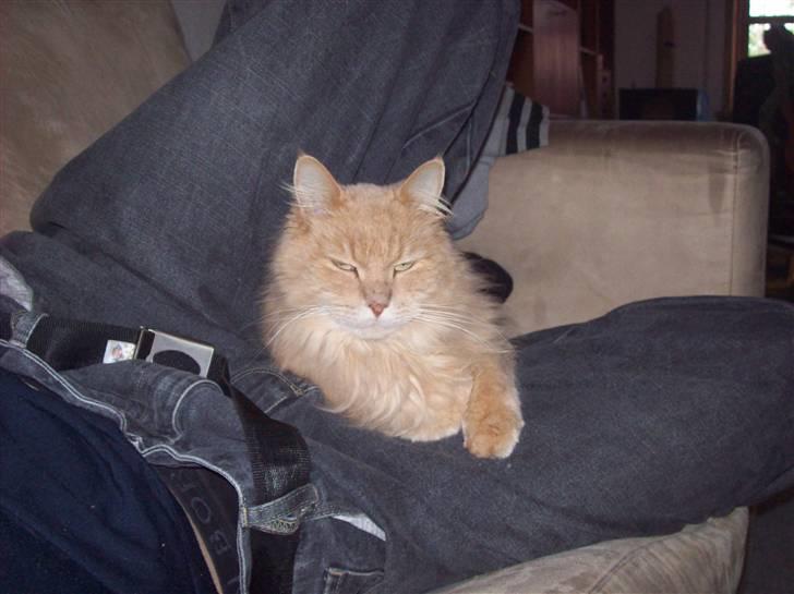 Maine Coon Geo - Totaly hygge tid.. billede 2