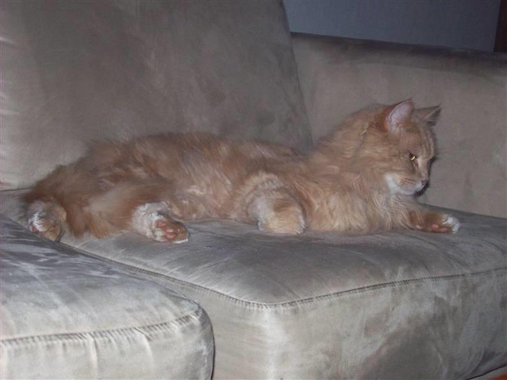 Maine Coon Geo billede 3