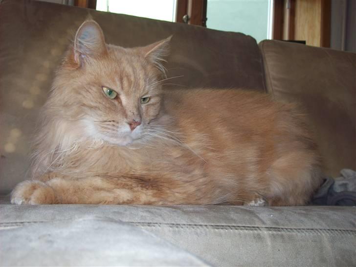 Maine Coon Geo billede 4