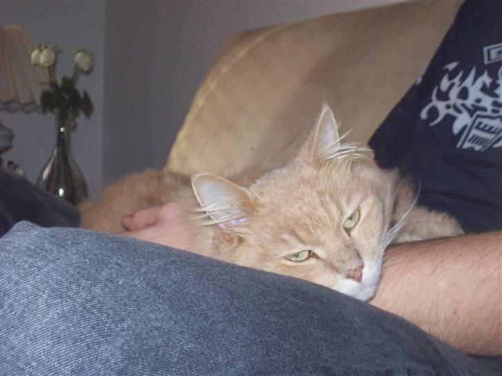 Maine Coon Geo billede 5