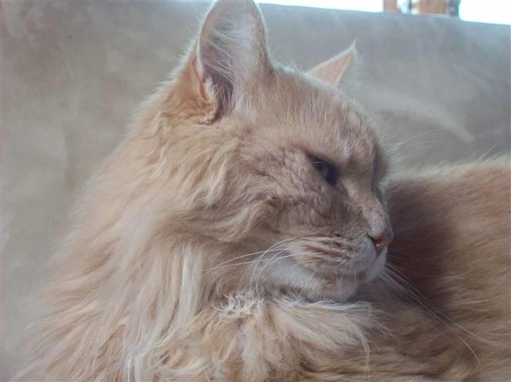 Maine Coon Geo billede 6