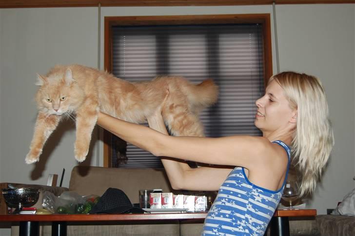 Maine Coon Geo - store bøf :) billede 7