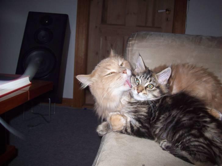 Maine Coon Geo - Til vores store glæde, kunne han godt li den lille killing :) billede 8