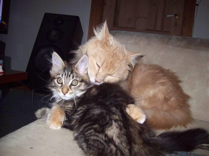 Maine Coon Geo - Ham og PellePelle ska nok blive fine venner :) billede 9