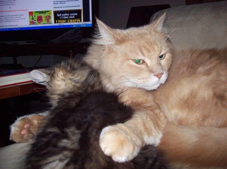 Maine Coon Geo - MIN KILLING!!!! billede 10