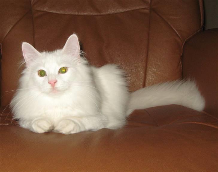 Norsk Skovkat Scarlett-sandra´s Mircel (Smilla) - Smilla er 25 uger  den 28-10-2010 billede 14