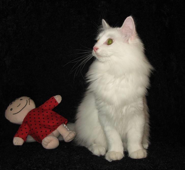 Norsk Skovkat Scarlett-sandra´s Mircel (Smilla) billede 15