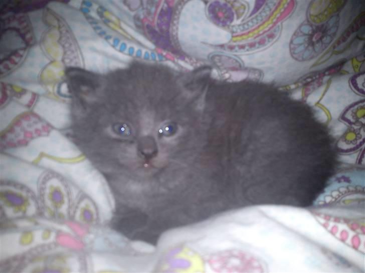 Huskat NC R.I.P billede 1