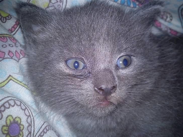 Huskat NC R.I.P billede 2