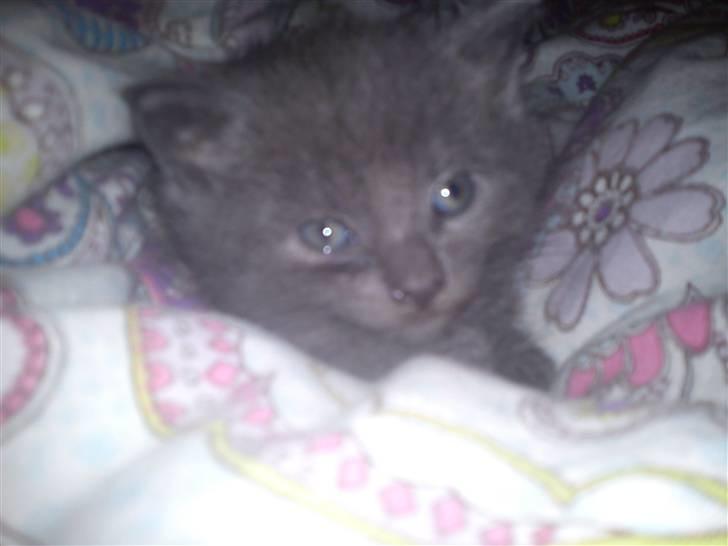 Huskat NC R.I.P billede 3