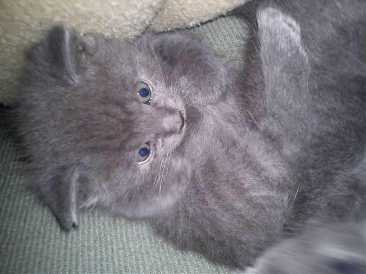 Huskat NC R.I.P billede 4