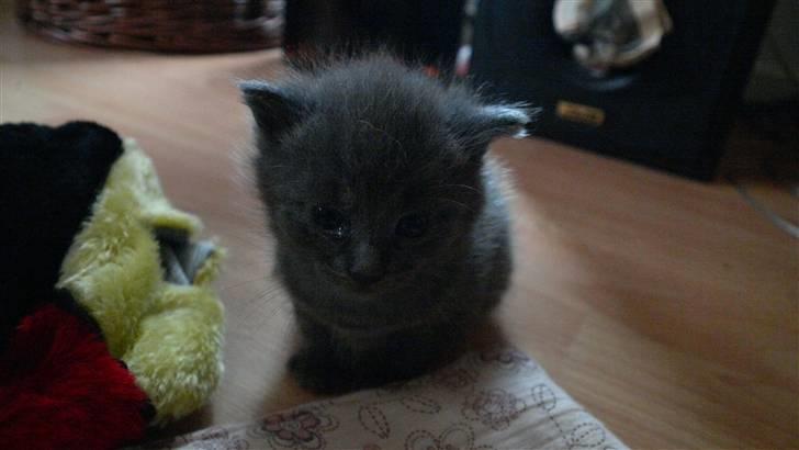 Huskat NC R.I.P billede 5