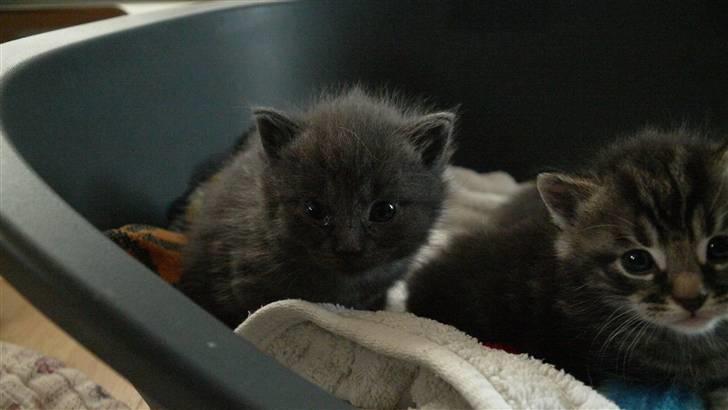 Huskat NC R.I.P billede 6