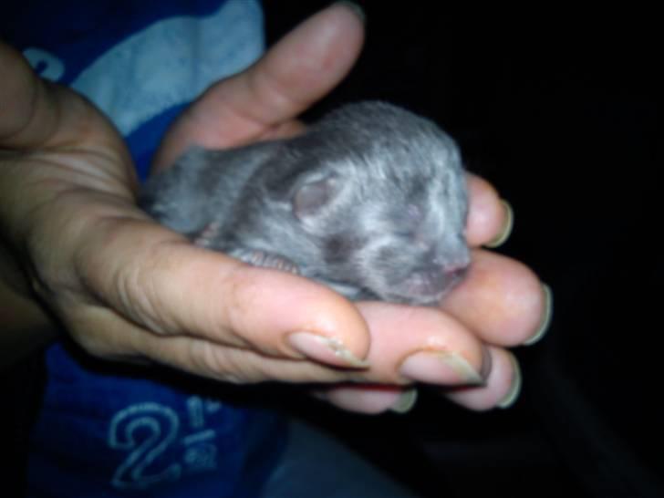 Huskat NC R.I.P - Da han var 1 dag gammel  billede 7