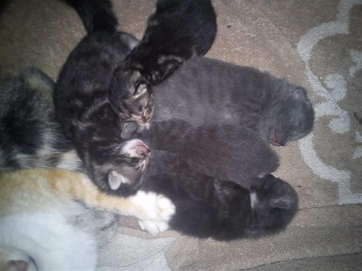 Huskat NC R.I.P - NC & hans dejlige søskende :)  billede 8