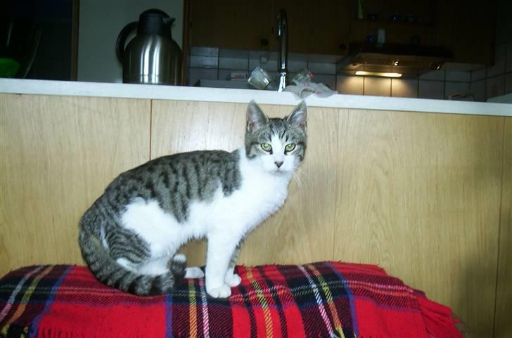 Huskat Levhe - Tynd baby-levhe, den dag vi fik hende <3 billede 9