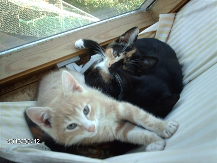 Huskat frits (min skat) billede 1