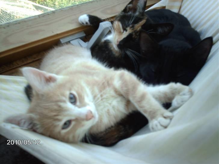 Huskat frits (min skat) billede 2