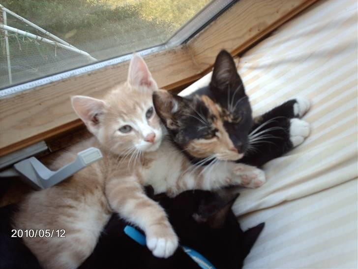 Huskat frits (min skat) billede 3