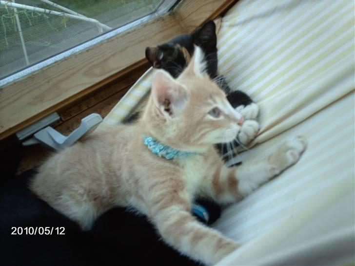 Huskat frits (min skat) billede 4