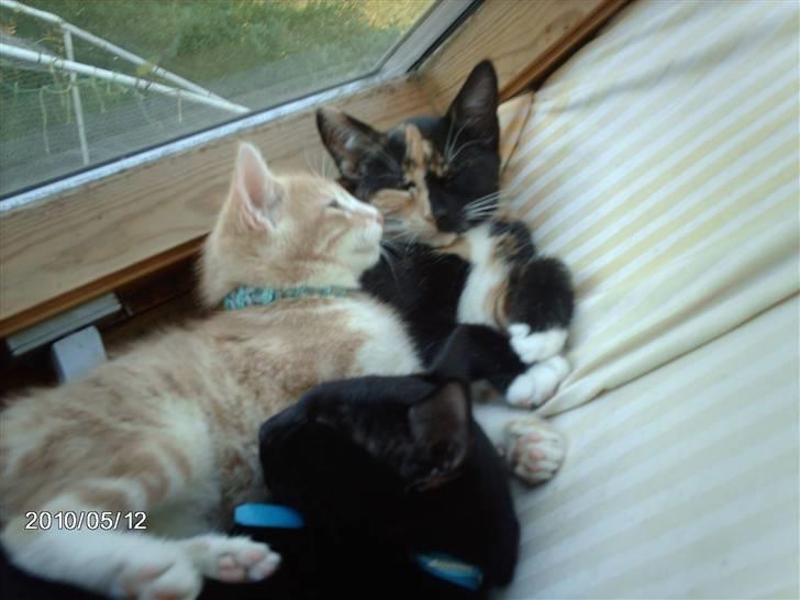 Huskat frits (min skat) billede 5