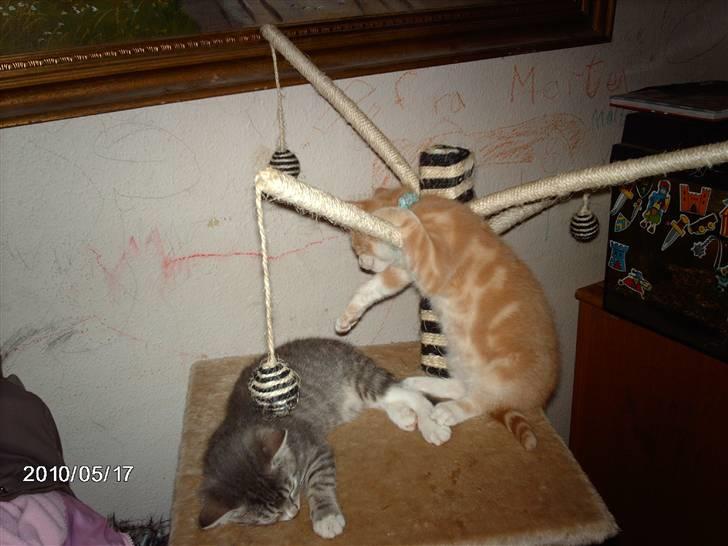 Huskat frits (min skat) billede 6