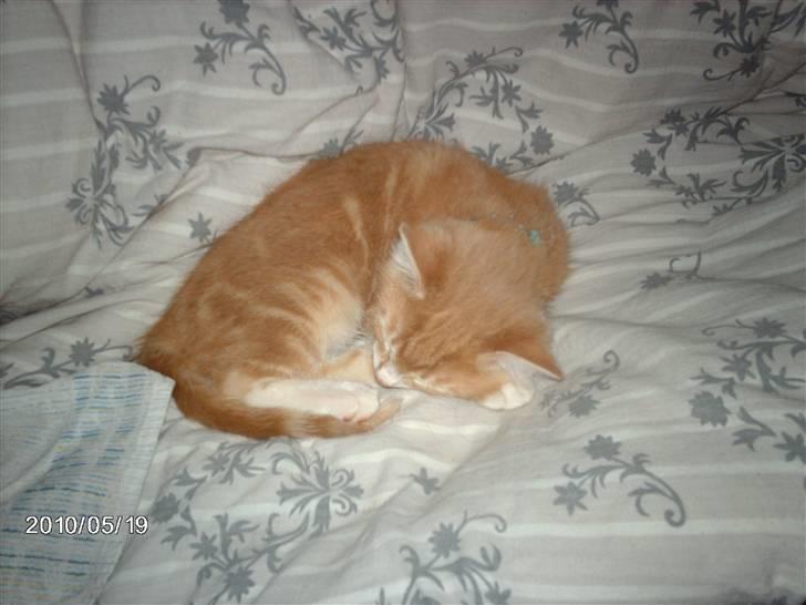 Huskat frits (min skat) billede 7