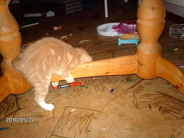 Huskat frits (min skat) billede 8