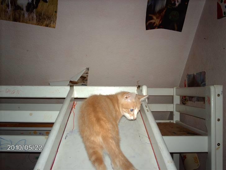 Huskat frits (min skat) billede 9