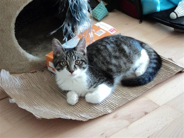 Blanding af racer <3 Toulouse <3 billede 11