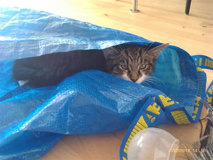 Blanding af racer <3 Toulouse <3 - Mmh IKEA pose :) billede 12