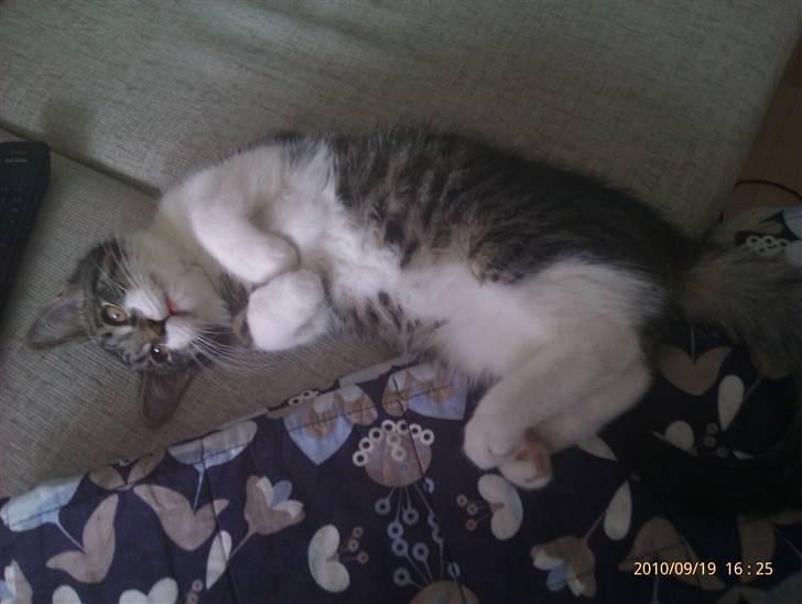 Blanding af racer <3 Toulouse <3 billede 13