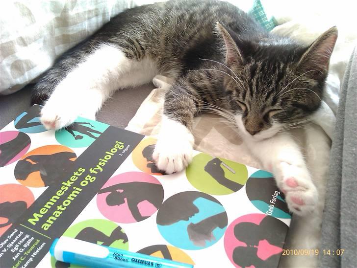 Blanding af racer <3 Toulouse <3 - Du behøver da ikke læse lektier nu :D billede 14