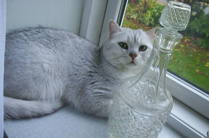 British Shorthair Bakus/Billie - elsker at slikke solskin i vinduet.. billede 7