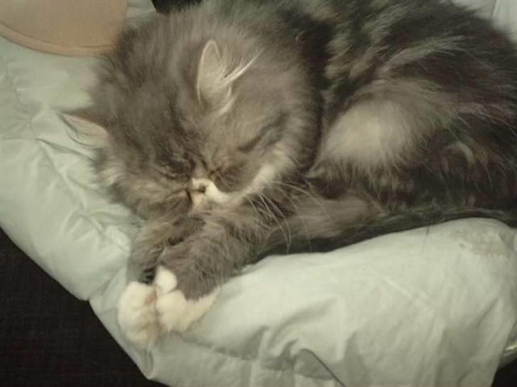 Perser SnowFlake aka. Snowi - Jeg beder om at mig og min familie..... Amen! billede 6