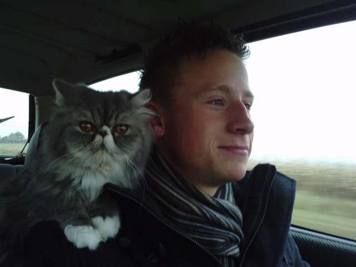 Perser SnowFlake aka. Snowi - Hurtiger hurtiger,!! billede 7