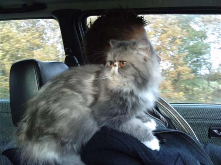 Perser SnowFlake aka. Snowi - Prinsessen på sin trone:) billede 8