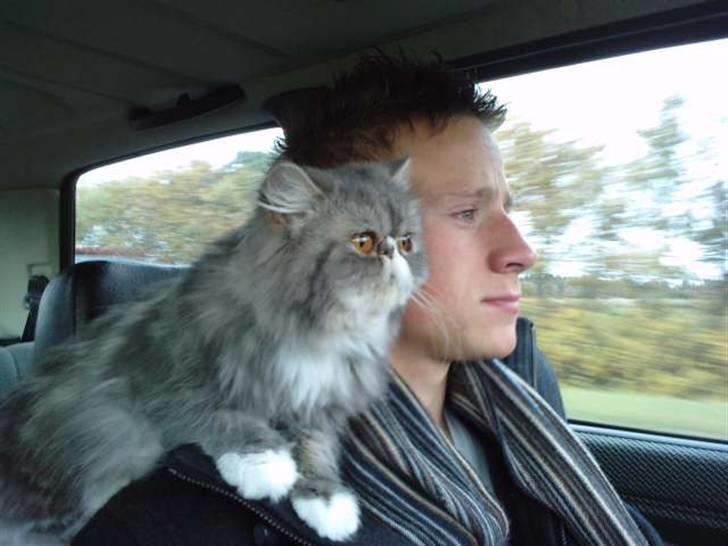 Perser SnowFlake aka. Snowi - Ellllsker at kører bil med far:) billede 9