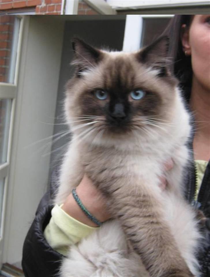 Ragdoll Chiko billede 1