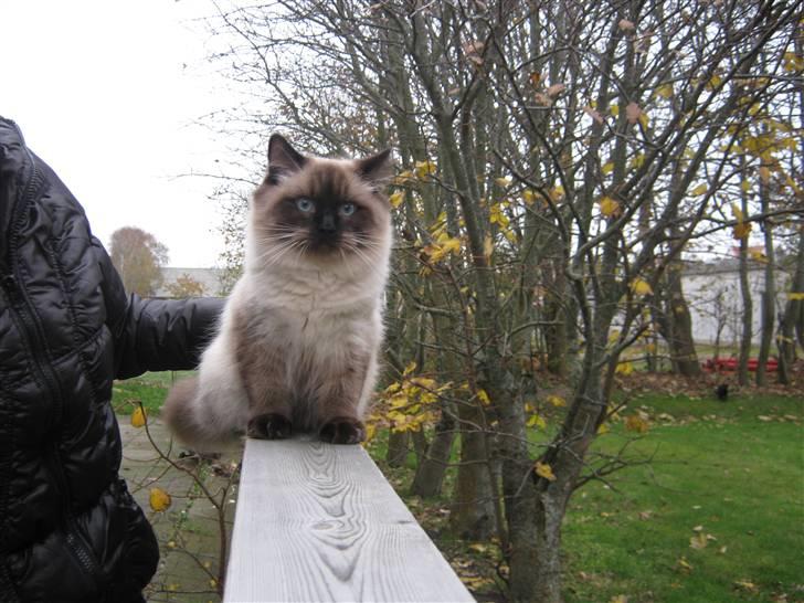 Ragdoll Chiko billede 2