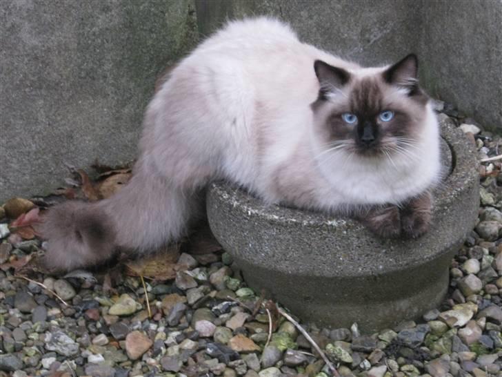 Ragdoll Chiko billede 3