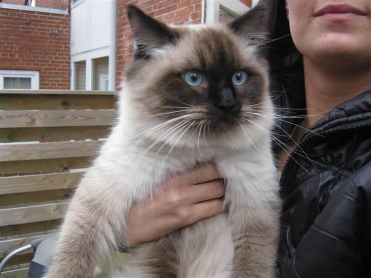 Ragdoll Chiko billede 4