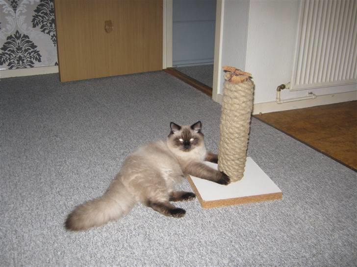 Ragdoll Chiko billede 5
