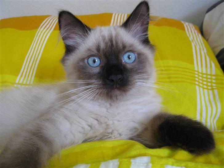 Ragdoll Chiko billede 6