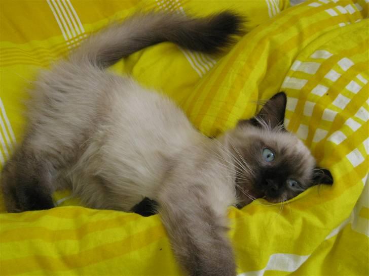 Ragdoll Chiko billede 7