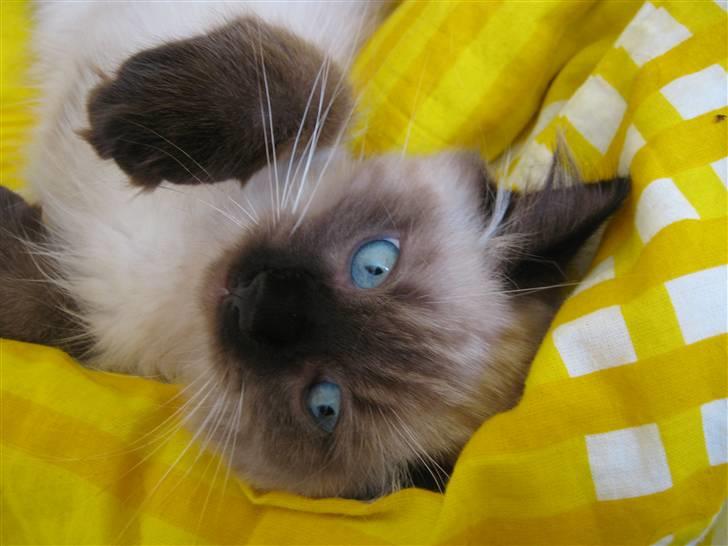 Ragdoll Chiko billede 8