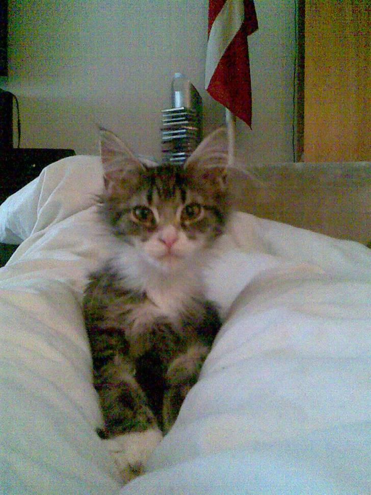Maine Coon Mini - Så bette var Mini da hun var 8mdr gammel :) billede 16