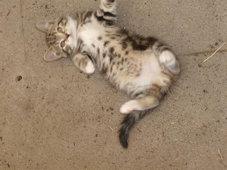 Huskat Chanél billede 3