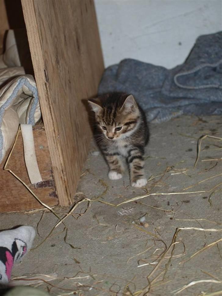 Huskat Chanél billede 4